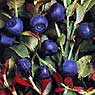 Blueberries, gooseberries, currants, cornel berry